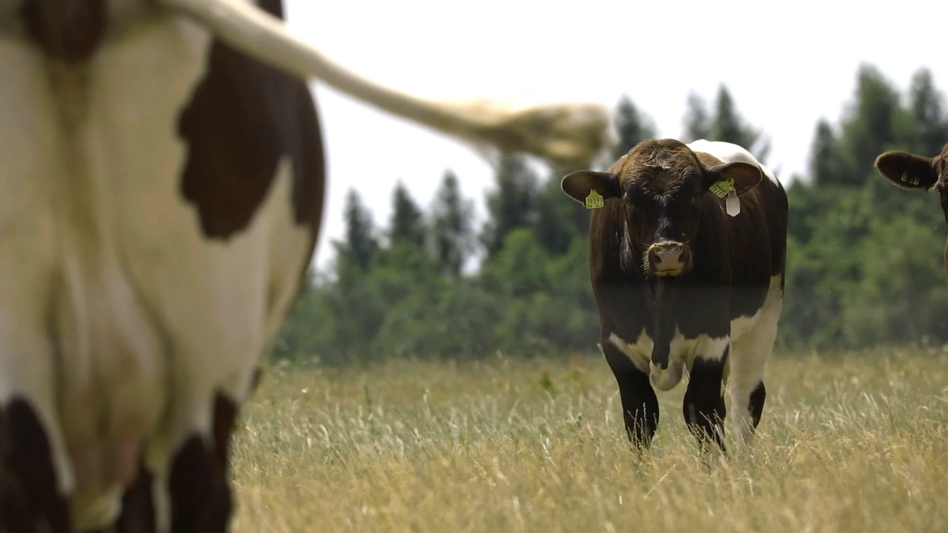 Oberpfalz Beef Rind – Regionales Qualitätsrindfleisch aus Bayern Außenansicht der Metzgerei Lotter in der Oberpfalz mit traditioneller Fassadenbeschriftung, großem Schaufenster und rotem Sonnenschutz bei Tageslicht; das Bild vermittelt regionale Fleisch- und Wurstspezialitäten sowie Handwerksqualität.